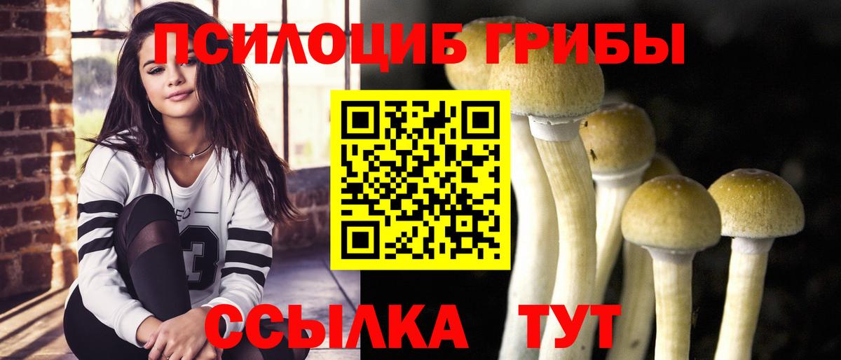Псилоцибиновые грибы прущие грибы  Вход с VPN  где найти наркотики  Курчалой 